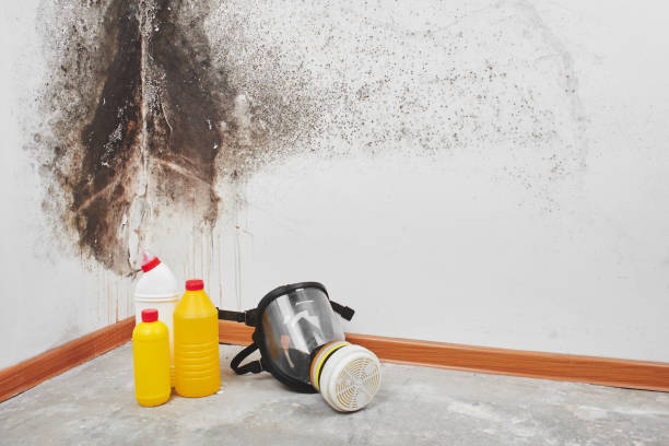 Mold Testing and Removal in Bellmawr, NJ