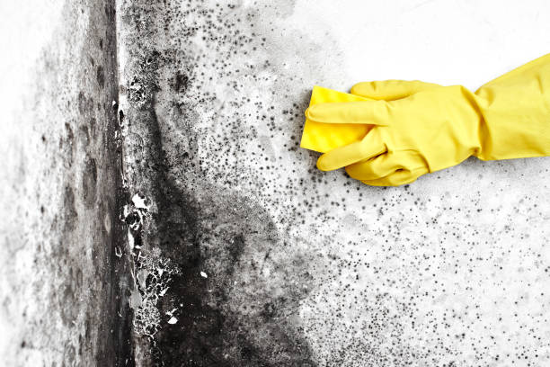 Best Mold Removal Company Near Me  in Bellmawr, NJ