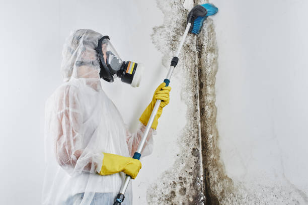 Best Professional Mold Removal  in Bellmawr, NJ