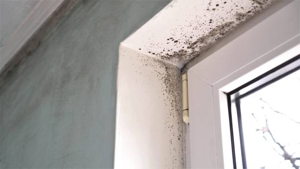 Trusted Bellmawr, NJ Mold Removal Experts