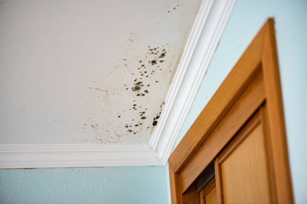 Best Black Mold Removal  in Bellmawr, NJ
