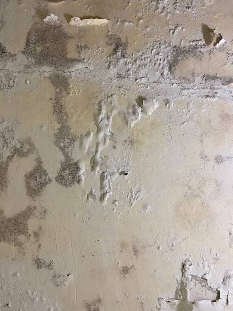 Best Local Mold Removal Service  in Bellmawr, NJ