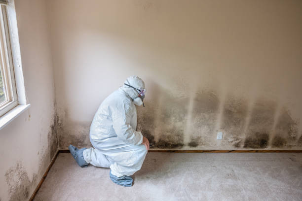 Best Crawl Space Mold Removal  in Bellmawr, NJ