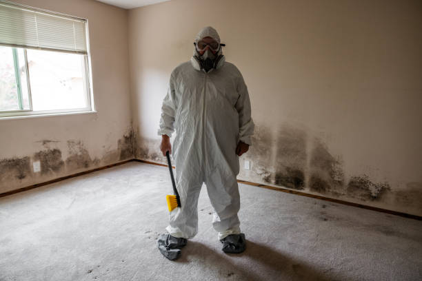 Trusted Bellmawr, NJ Mold Removal Experts