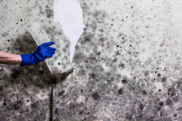 Best Residential Mold Removal  in Bellmawr, NJ