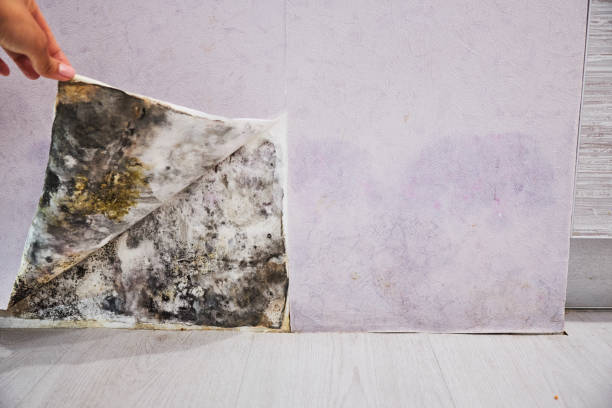 Best Mold Remediation  in Bellmawr, NJ